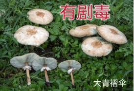 275ea30f352947d98b0d7642cc468ca8.jpg