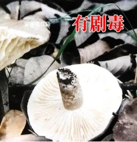 9a246c59bf854fa8930e689789c977ac.jpg